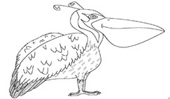 Pelican